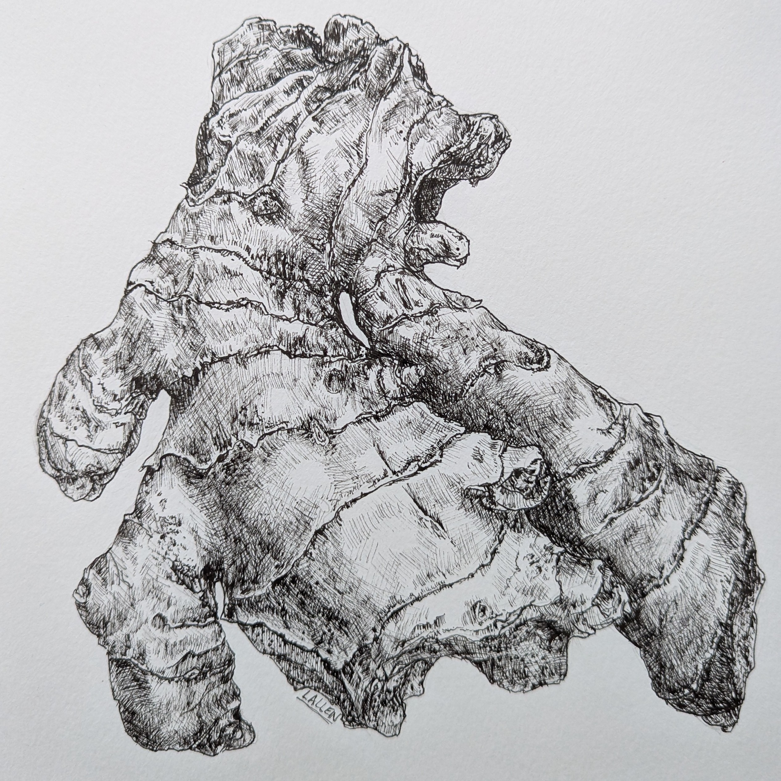 Pen & Ink Process: Ginger Root